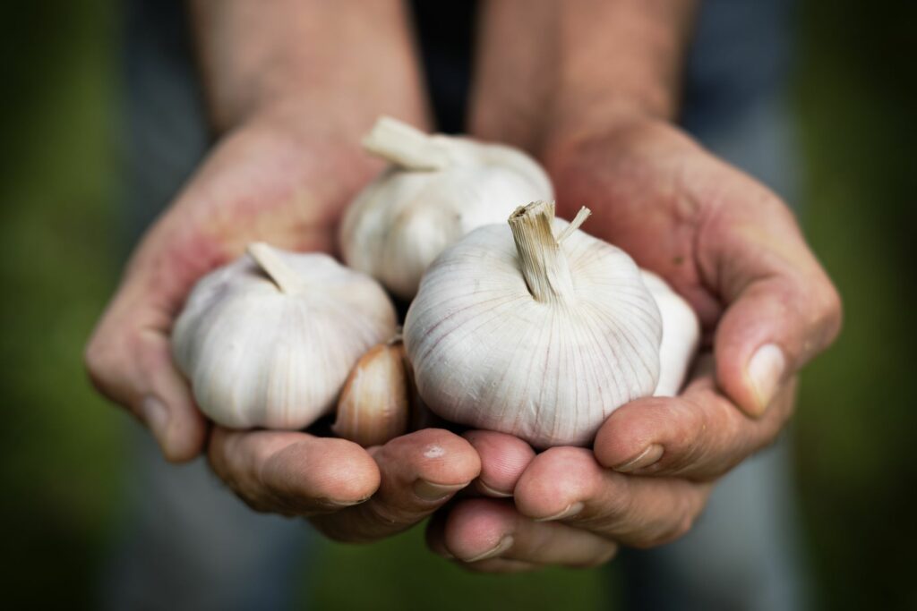 Egyptian White Garlic Seed
